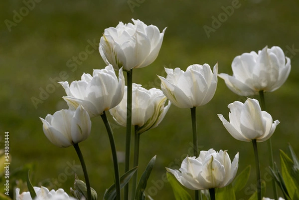Obraz White tulips close up