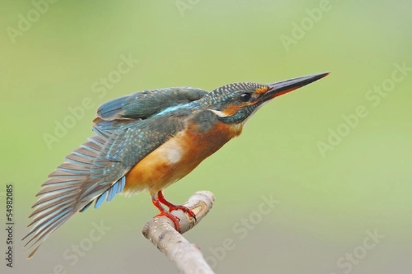 Obraz female Common Kingfisher