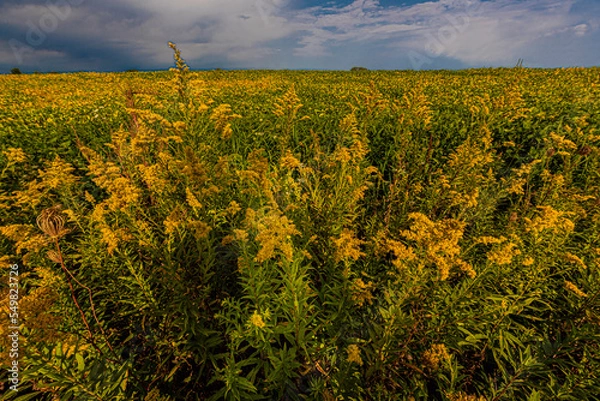 Obraz Canada Goldenrod
