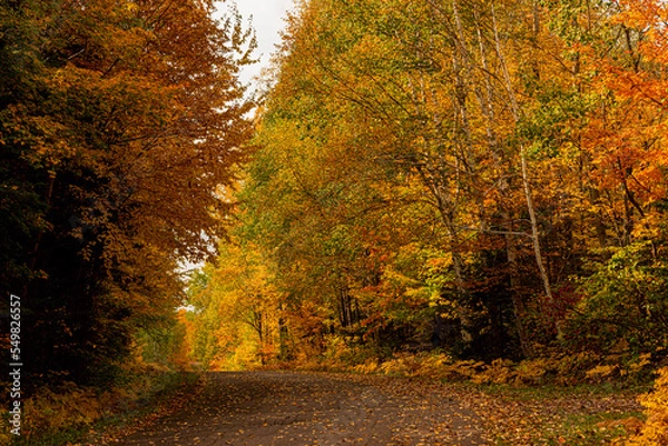 Obraz Northwoods Fall Color