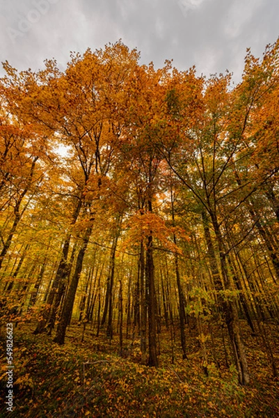 Obraz Northwoods Fall Color