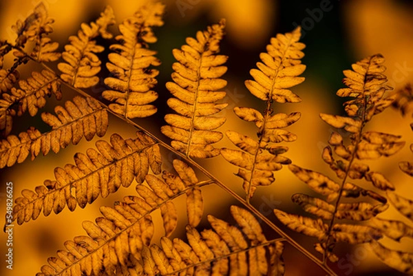 Obraz Northwoods Fall Color