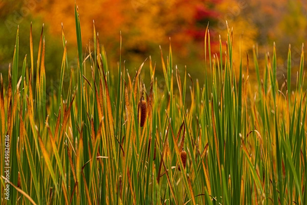 Obraz Northwoods Fall Color