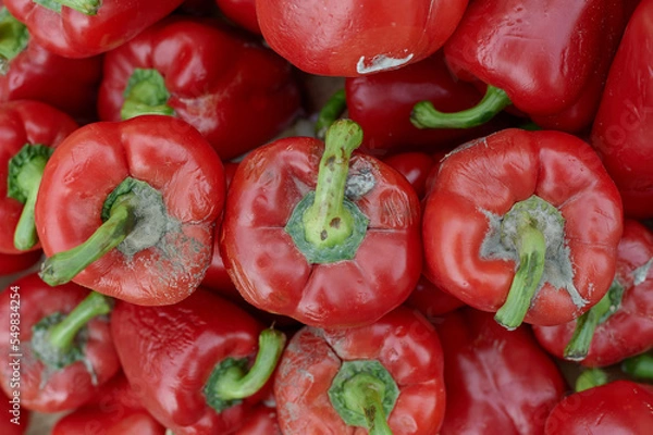 Obraz Moldy bell pepper close-up. Spoiled rotten the product of agriculture