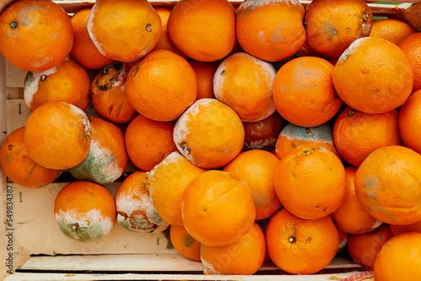 Obraz Oranges in a wooden box are covered with mold due to long storage.