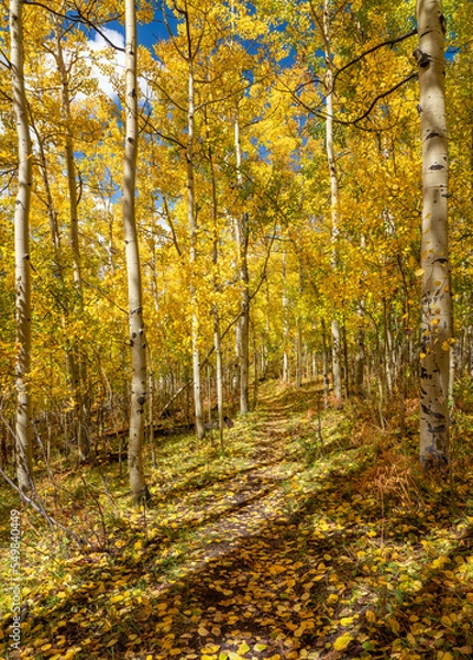 Fototapeta Autumn hike through the aspen trees at Silver Jack Reservoir - Ridgway Colorado