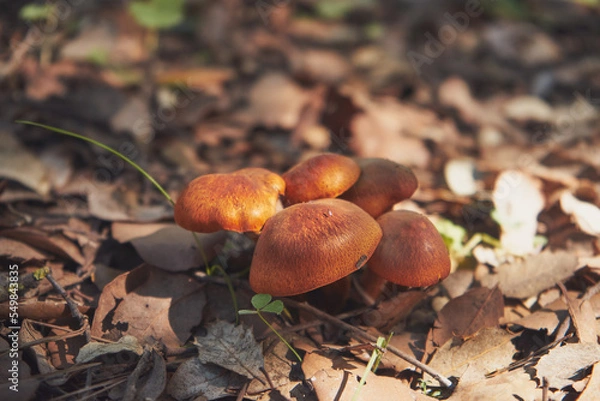 Fototapeta Close-up shallow focus shot of a yellow-gilled gymnopilus mushroom