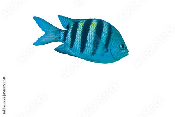 Fototapeta Wild sergeant major or píntano. Abudefduf saxatilis