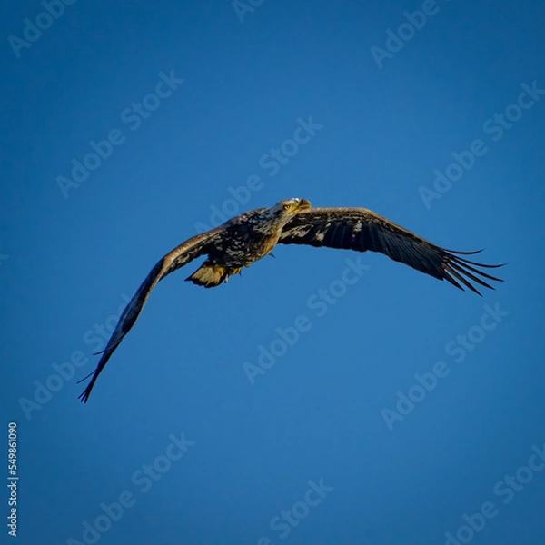 Obraz Juvenile Eagle in flight