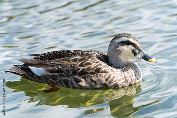 Obraz 池の中を泳ぐ1匹のカモのクローズアップ写真