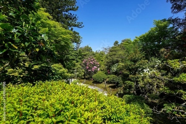 Fototapeta 新緑の若葉に囲まれて咲く満開のシャクナゲ＠石川