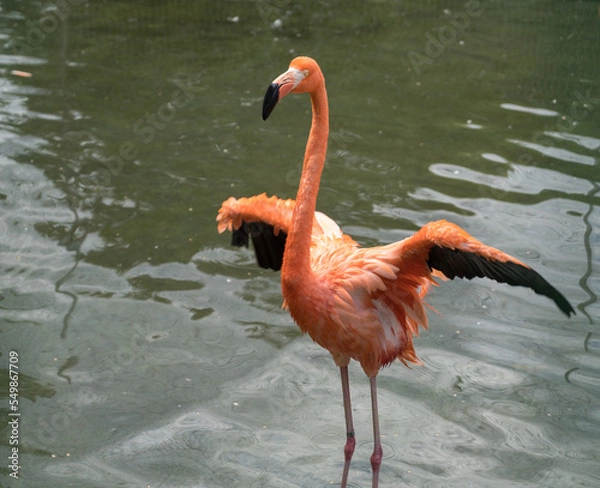 Obraz フラミンゴ　水面