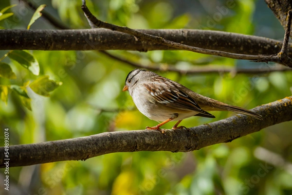Obraz Sparrows