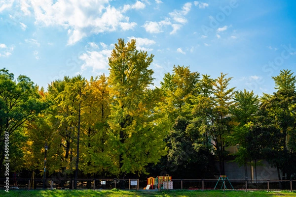 Fototapeta 秋の空と公園の木々