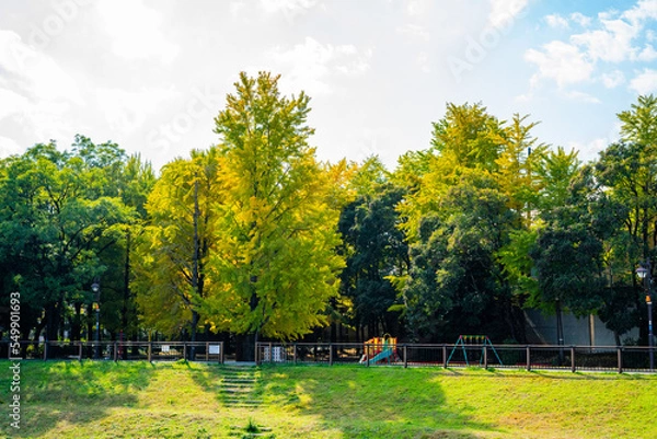 Obraz 紅葉と青空