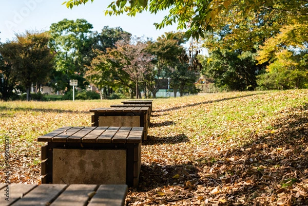 Obraz ベンチと紅葉