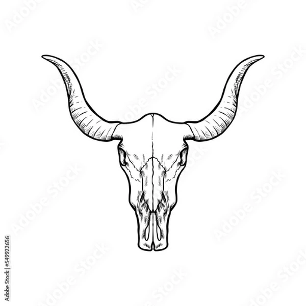 Obraz bull skull isolated on white