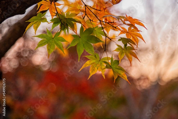 Obraz 夕暮れ時のもみじ