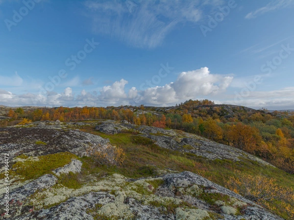 Fototapeta Tundra with hills and trees with yellow leaves.