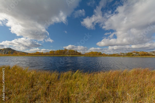 Fototapeta In autumn, tundra with a lake and trees with yellow leaves.