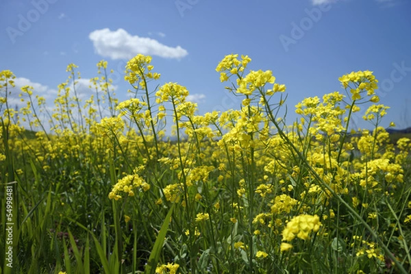 Fototapeta 小矢部川の菜の花