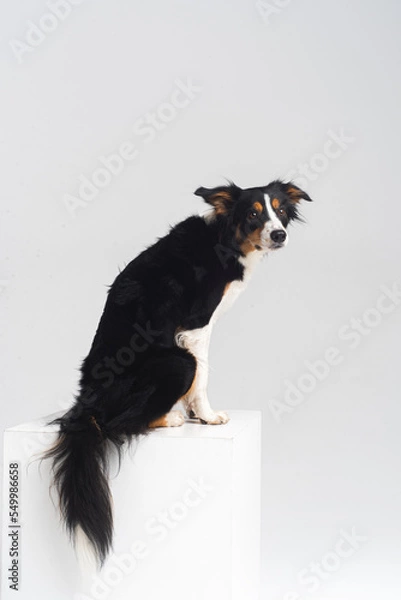 Fototapeta Tricolour border collie in a white studio sit stay tricks tongue  