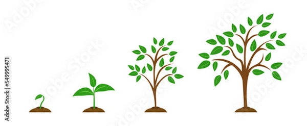 Obraz The stages of plant growth from a green leaf to an adult tree. Set vector illustrations