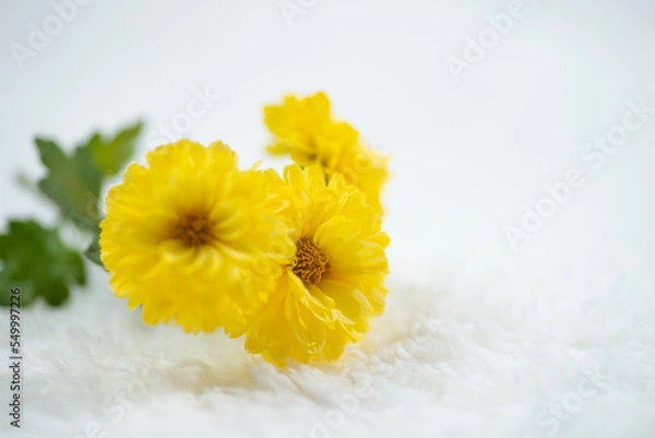 Fototapeta 満開の菊の花