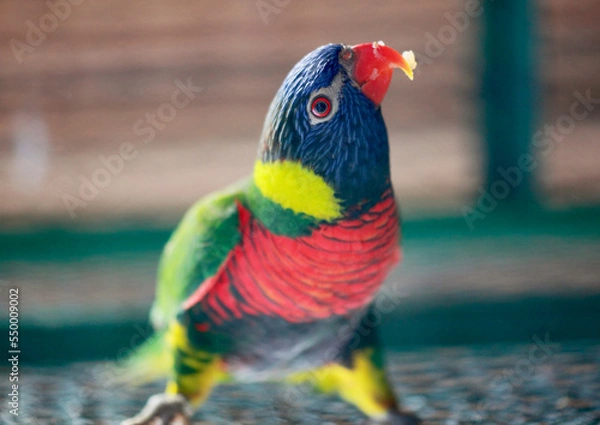 Obraz parrot on a branch