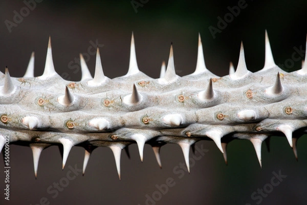 Obraz cactus close up