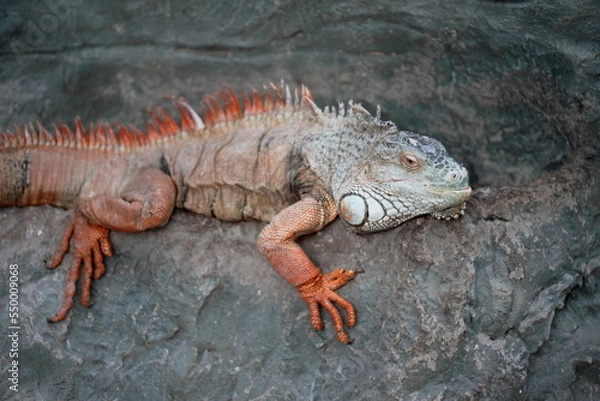 Obraz iguana on a rock