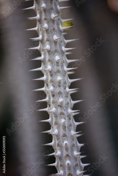 Obraz cactus close up