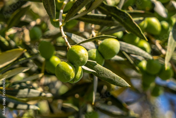 Fototapeta Green olives close-up on a tree branch. Macro photography