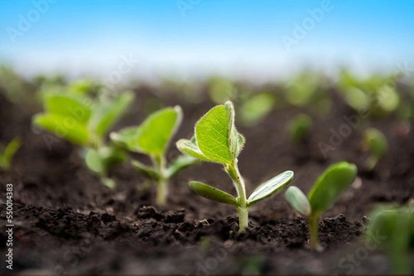 Fototapeta A tender sprout of a soybean agricultural plant in a field grows in a row with other sprouts. Selective focus. Soft focus.