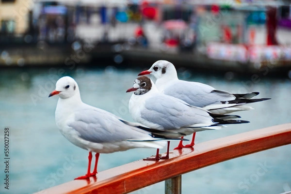Fototapeta Seagulls on the railing