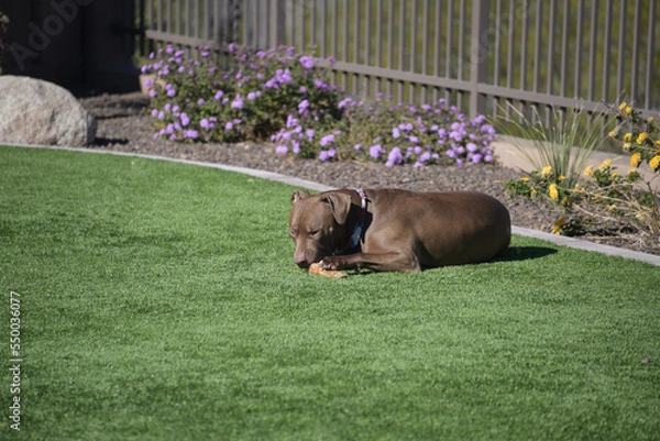 Fototapeta A large brown Pit bull dog chewing on a bone in a yard.