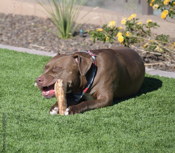 Fototapeta A large brown Pit bull dog chewing on a bone in a yard.