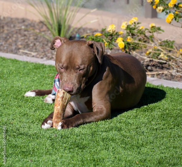 Fototapeta A large brown Pit bull dog chewing on a bone in a yard.