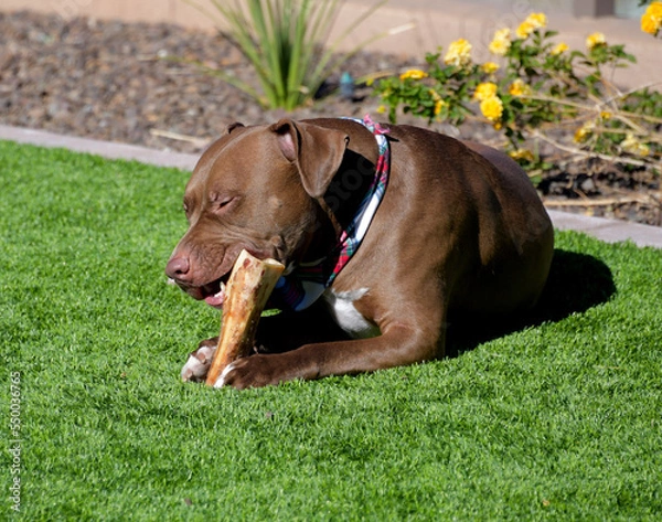 Fototapeta A large brown Pit bull dog chewing on a bone in a yard.