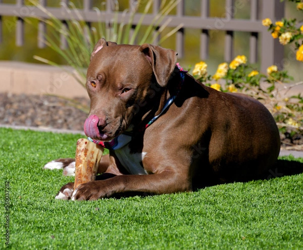 Fototapeta A large brown Pit bull dog chewing on a bone in a yard.