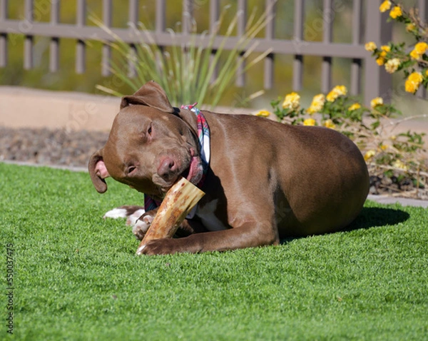 Fototapeta A large brown Pit bull dog chewing on a bone in a yard.