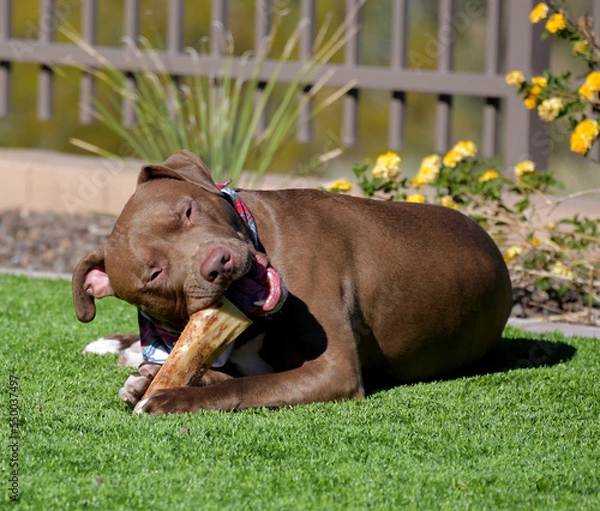 Fototapeta A large brown Pit bull dog chewing on a bone in a yard.