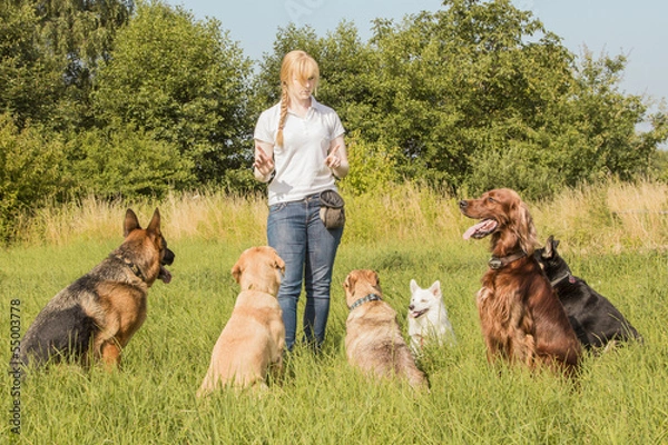 Obraz Dog trainer teaching dogs