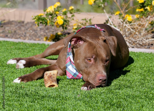 Fototapeta A large brown Pit bull dog chewing on a bone in a yard.