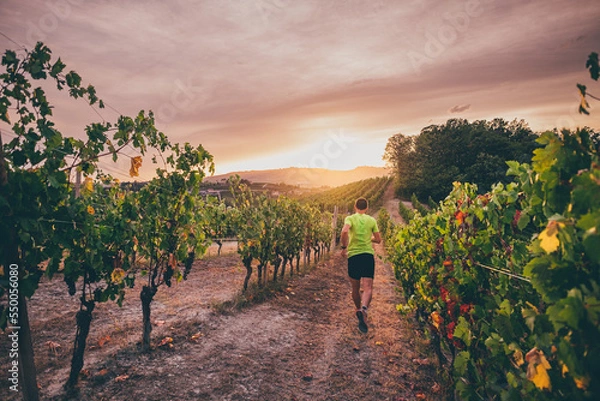 Fototapeta Man running in the vineyards of Langhe