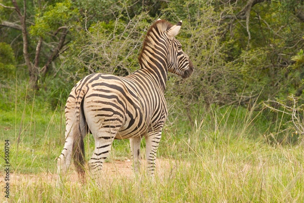 Fototapeta Burchells Zebra (Equus burchellii,) on the alert for a predator
