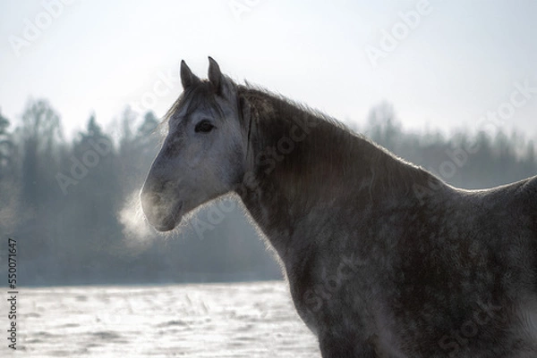 Fototapeta Gray horse nose outside in the winter. Close up of the whiskers in ice.