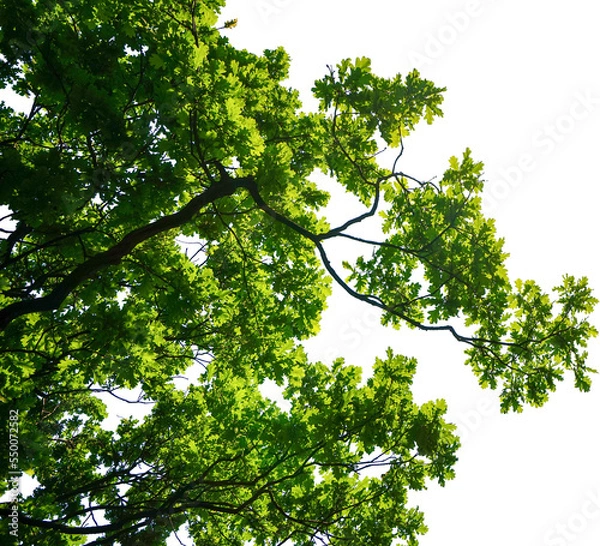 Fototapeta Tropical tree leaves and branch foreground