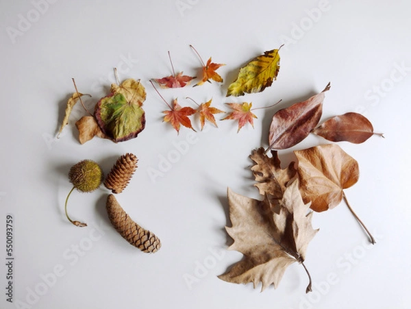 Fototapeta Autumn dry leaves on white background. Top view. Decorative and festive concept. Mock up, flat lay
