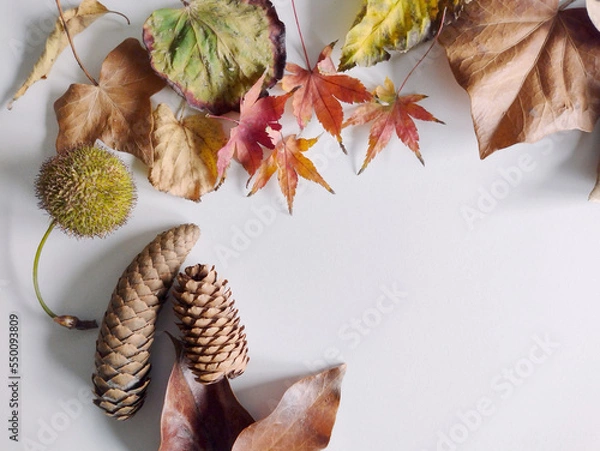 Fototapeta Autumn dry leaves close up on white background. Top view. Decorative concept. Mock up, flat lay
